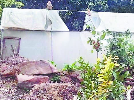 Ktayt enclosure monkey menace